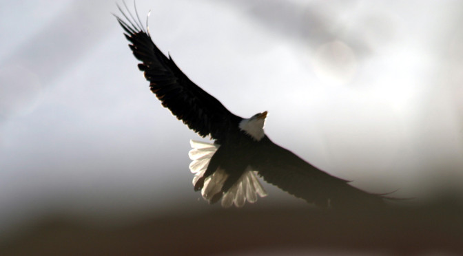 Henry Lamb – The World’s Foremost Expert on Biodiversity and its Effect on American Citizens