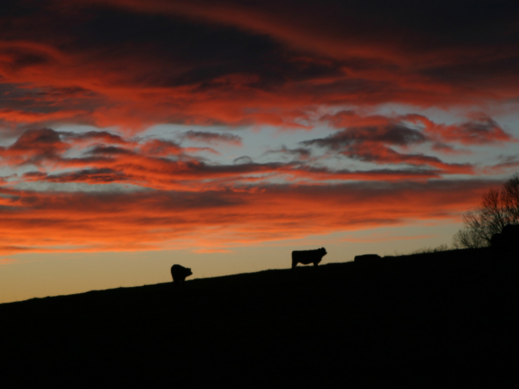 sunset cows 2_128_2833 1440x1080 72dpi